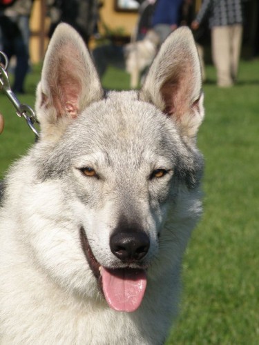 �eskoslovensk� vl��k - �t��ata s PP