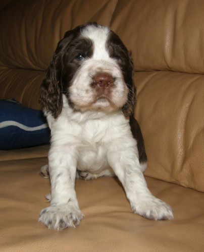 Anglick� �pringr�pan�l-�t��ata