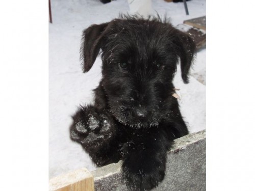 Kn�ra� velk� �ern�