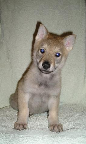 �eskoslovensk� vl��k - �t��ata