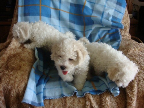 Prod�m �t��ata bi�onk� bez PP