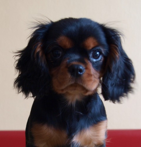 �t���tka Kaval�r King Charles �pan�l s PP