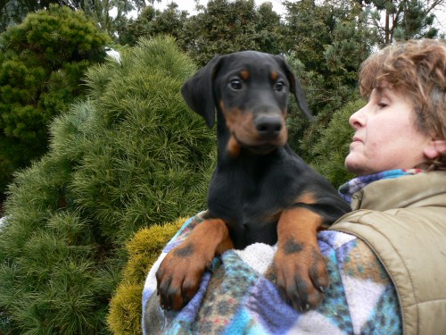 Dobrman - �t���tka