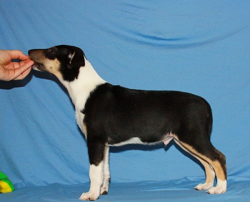 kr�tkosrst� kolie trikolorn� pejsek s PP