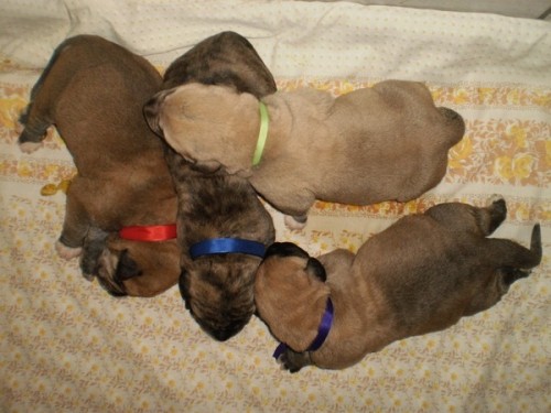 �pan�lsk� Mastin-M�me n�dhern� �T���TKA bez PP