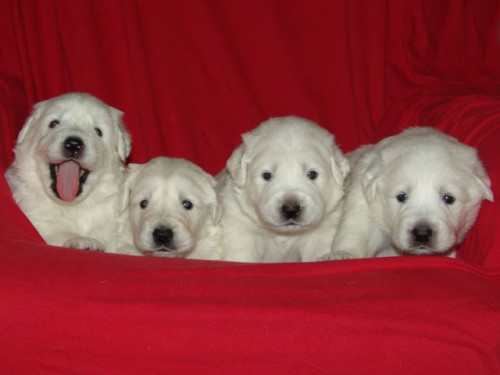 Slovensk� �uva�