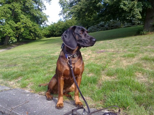 prod�m �t��ata bavorsk�ho barv��e