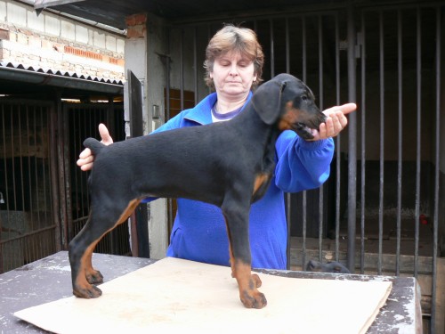 Dobrman - �t���tka