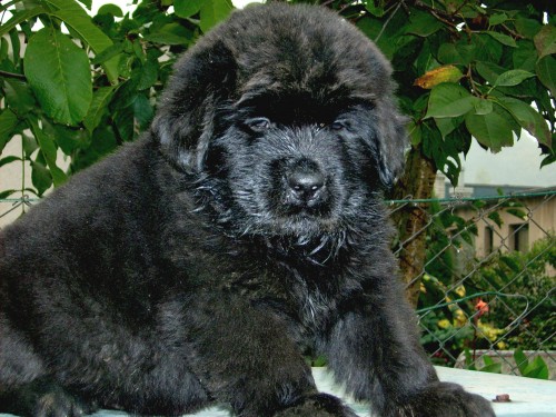 Novofundland - �t��ata