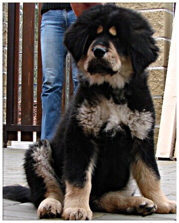 Tibetsk� doga - �t��ata LEVN� !