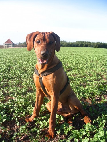 Nab�z�m RR ke kryt�