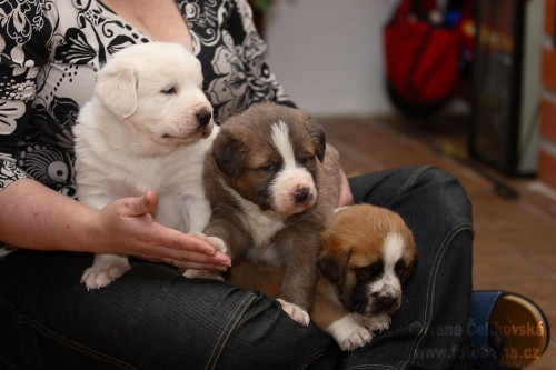 St�edoasiat - �t��ata s PP