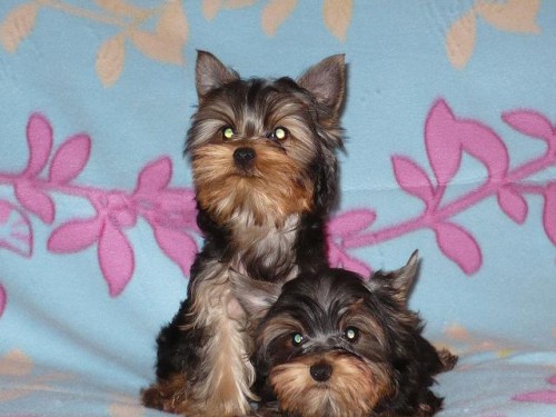 �t���tka - Jork��rsk� terier s PP