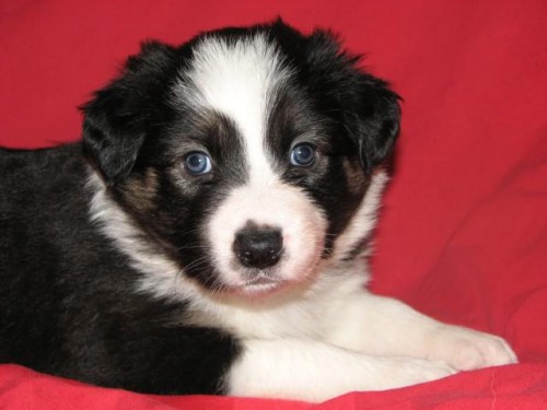 Border collie �t�n� pes s PP