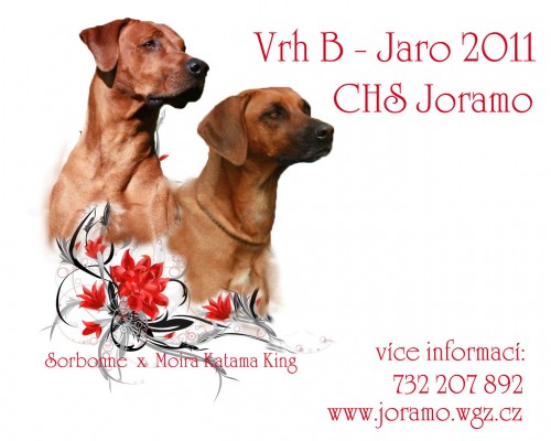 Rhod�sk� ridgeback - �t��ata s PP