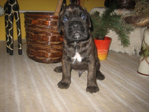 BOXER - �t���tko