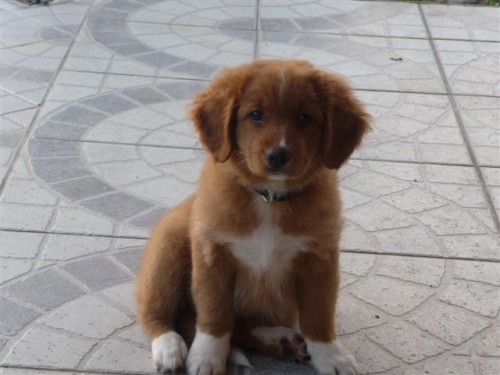 nova scotia duck tolling retr�vr