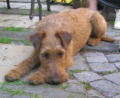 �t��ata irsk�ho teri�ra