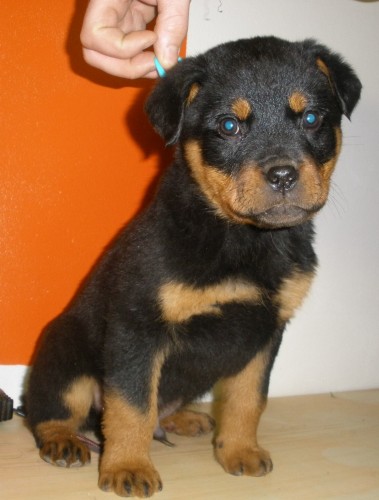 �t�n� rotvajler