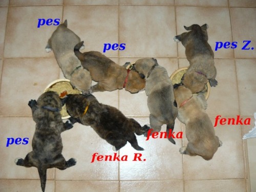  �pan�lsk� Mastin-M�me �T���TKA bez PP- barvy ��han�, plav� , zlat�.fenky i pejsci