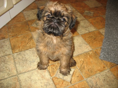 �t���tka grifonka s PP