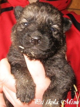 N�meck� ov��k