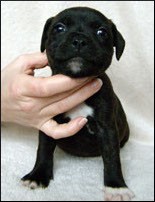 Staford��rsk� bulteri�r s PP