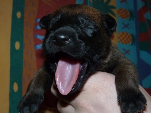 Belgick� ov��k - malinois s PP