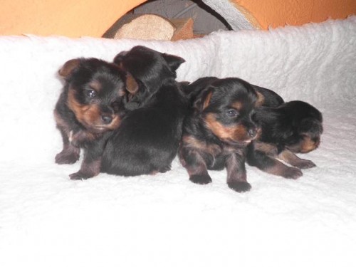 Jork��rsk� teri�r - �t���tka s PP