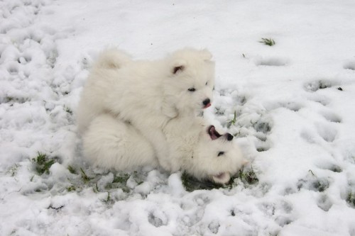 samojed �t���tka s PP