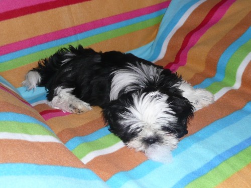 �t���tka shih-tzu s PP