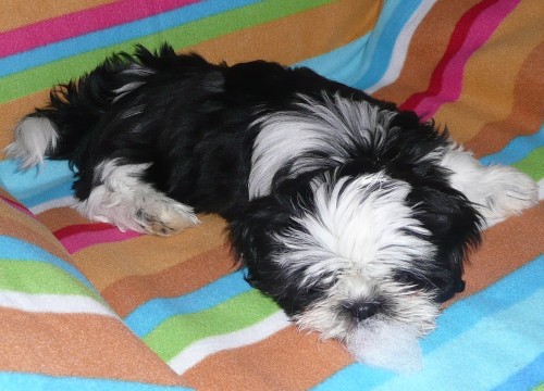 SHIH-TZU �t���tka s PP