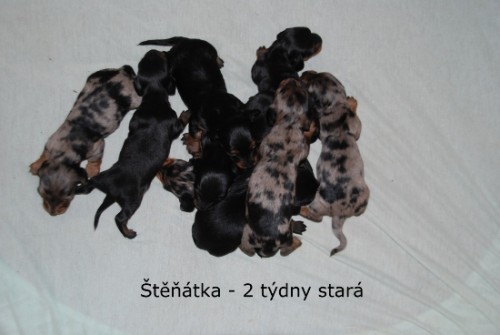 �t��ata jezev��ka