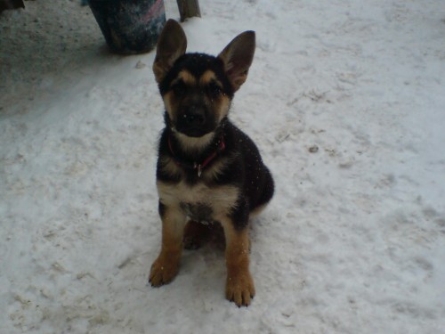 Fenka 3m�s. bez PP