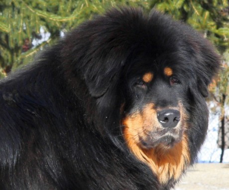 Tibetsk� doga - �t��ata