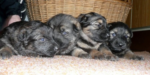 Prod�m �t��ata NO s PP