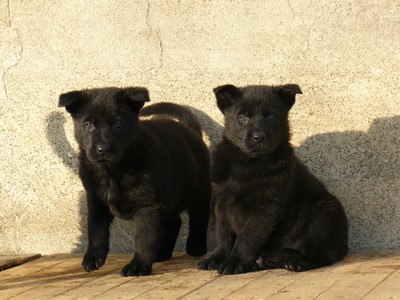 N�meck� ov��k - celo�ern� fenky