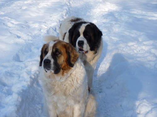 Moskevsk� str�n� pes