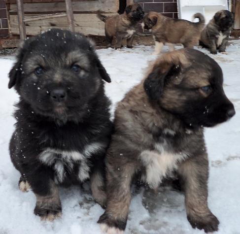 Kavkazsk� pasteveck� pes