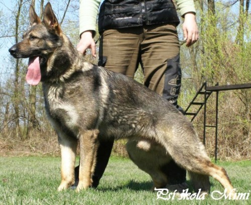 N�meck� ov��k