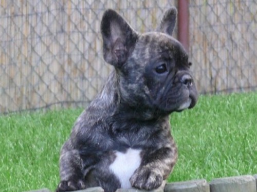 Francouzsk� buldo�ek 