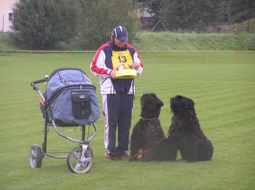 Flandersk� bouvier 