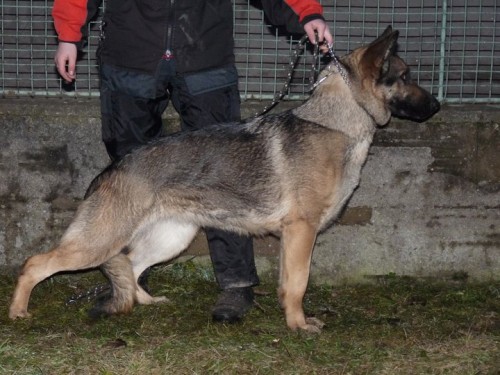 Nemeck� ov��k s PP - pred�m fenu, 2roky