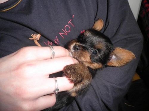 Jork��rsk� teri�r - �t���tka s PP