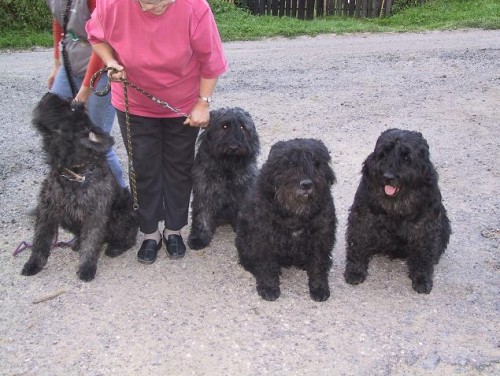 Flandersk� bouvier