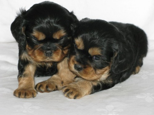 �t���tka Kaval�r King Charles Spaniel s PP