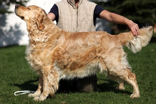 zlat� retr�vr �t��ata