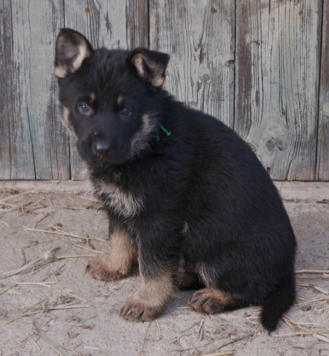 N�meck� ov��k �t��ata s PP