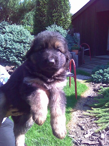 N�meck� ov��k