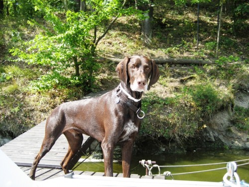 Nab�dka ke kryt� n�meck�ho kr�tkosrst�ho oha�e